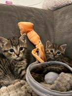 Twee lieve katten jongen en meisje zijn in april geboren., Dieren en Toebehoren