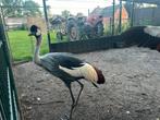 Kroonkraanvogels, Juli, Meerdere dieren