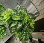 Carolina Reaper Peper Plant, Overige soorten, Minder dan 100 cm, Zomer, Ophalen