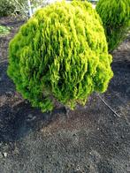 Thuja o Aurea  Nana   100/ 125 met kluit, Ophalen, Bloeit niet, Halfschaduw, Overige soorten