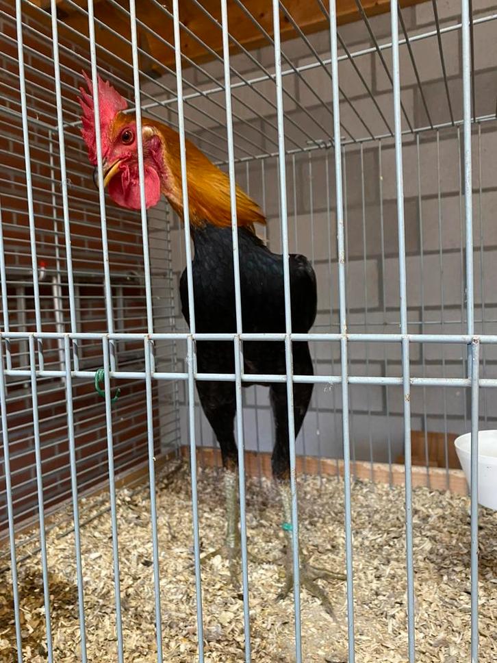 Modern engelse vechthoen, Dieren en Toebehoren, Pluimvee, Kip, Meerdere dieren