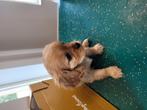 We hebben nog 1 mooie Cavelier King Charles spaniel puppies, Overige rassen, CDV (hondenziekte), 8 tot 15 weken, Meerdere