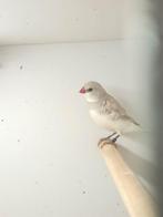 Diamantvinken, Dieren en Toebehoren, Vogels | Overige Vogels, Meerdere dieren