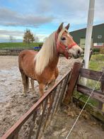Te koop: lieve en leergierige 2,5-jarige Haflinger merrie, Merrie, Minder dan 160 cm, 3 tot 6 jaar, Recreatiepaard