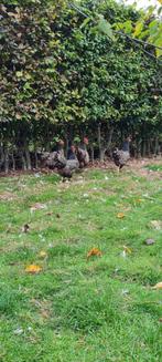 Barnevelder zilver gezoomd, Dieren en Toebehoren, Pluimvee, Meerdere dieren, Kip