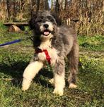 Lieve pups uit Roemenië Opvang en Adoptie, Dieren en Toebehoren, Honden | Niet-rashonden, Particulier, Meerdere, Meerdere dieren