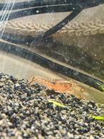 Dwergkreeft, Dieren en Toebehoren, Vissen | Aquariumvissen, Vis