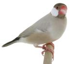 Rijstvogel opaal man, Mannelijk