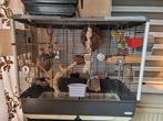 Koppel Forpus incl. kooi, Dieren en Toebehoren, Vogels | Parkieten en Papegaaien, Meerdere dieren, Dwergpapegaai of Agapornis