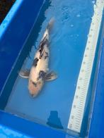 Shiro utsuri koi, Dieren en Toebehoren, Vissen | Vijvervissen, Karper of Koi
