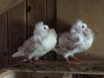 2 mooie licht bonte oud Hollandse kapucijnen sierduiven, Dieren en Toebehoren, Vogels | Duiven, Meerdere dieren, Overige soorten