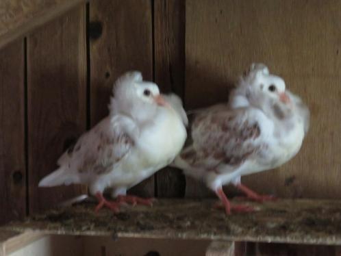 2 mooie licht bonte oud Hollandse kapucijnen sierduiven, Dieren en Toebehoren, Vogels | Duiven, Overige soorten, Meerdere dieren