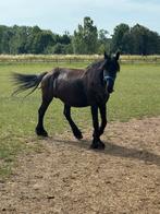 Stermerriie drachtig van barok Pinto