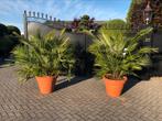 Chamaerops humulis winterharde tuinpalm in aktie sierpot, Ophalen, Zomer, Overige soorten, Volle zon