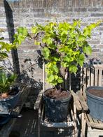 Prachtige oude blauwe druif op dikke stam in ruime pot!, Ophalen, Lente, Overige soorten, Volle zon