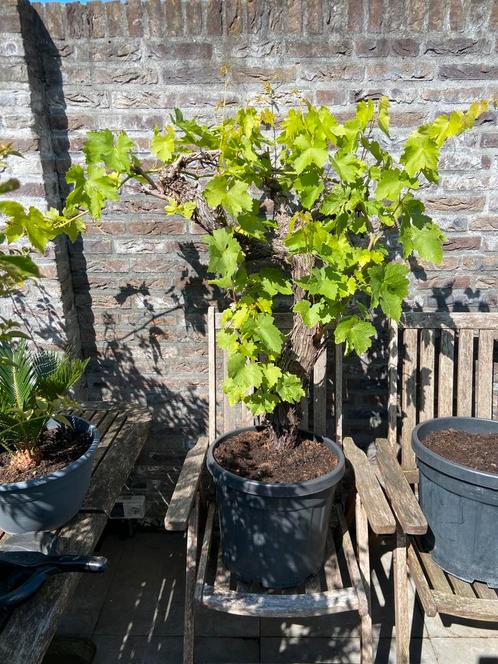 Prachtige oude blauwe druif op dikke stam in ruime pot!, Tuin en Terras, Planten | Fruitbomen, Overige soorten, 100 tot 250 cm