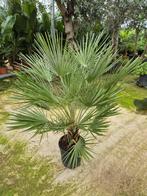 Palm, Chamaerops humilis, winterhard, Ophalen of Verzenden, Bloeit niet, Overige soorten, Volle zon
