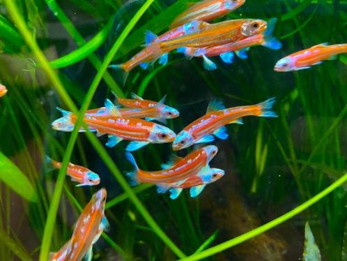Notropis chrosomus! Guppen garnalen tetras platies mollys, Dieren en Toebehoren, Vissen | Aquariumvissen, Zoetwatervis, Overige typen