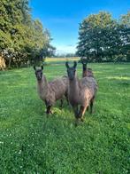3 mooie lamas, Maart, Mannelijk