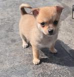 Pomchi-puppy's zoeken een liefdevol thuis, 8 tot 15 weken, Meerdere, Meerdere dieren, Nederland