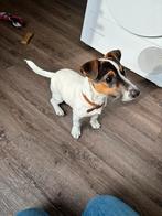 Puck is opzoek naar een nieuw thuis, Dieren en Toebehoren, Honden | Jack Russells en Terriërs, Particulier, Rabiës (hondsdolheid)