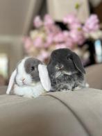 hangoortjes zoeken een huis, Vrouwelijk, Klein, Hangoor, 0 tot 2 jaar