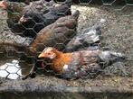 2 hanen gratis af te halen, Dieren en Toebehoren, Mannelijk, Kip