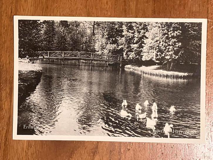 Ermelo - Vijver ‘s Heerenloo met ganzen., Verzamelen, Ansichtkaarten | Nederland, Ongelopen, Gelderland, 1940 tot 1960, Ophalen of Verzenden