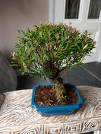Syzygium Bonsai, Tuin en Terras, Planten | Bomen, Bloeit niet, Halfschaduw, Minder dan 100 cm, Overige soorten