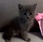 Ragdoll X Nebelung, Dieren en Toebehoren, Kater, Ontwormd