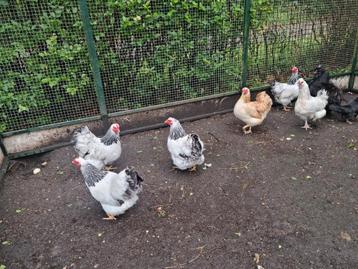 5 Wyandotte hennen schitterende samensteling zalm & columbia beschikbaar voor biedingen