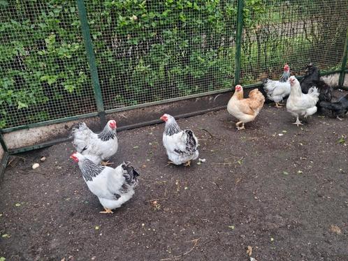 5 Wyandotte hennen schitterende samensteling zalm & columbia, Dieren en Toebehoren, Pluimvee, Kip, Vrouwelijk