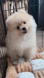 Pomeranian pups uit NL nestje, Keeshond, CDV (hondenziekte), 8 tot 15 weken, Meerdere