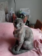 MJM Dogs Foundation: Bimba is in Nederland, Dieren en Toebehoren, Katten en Kittens | Overige Katten, Poes, Kortharig, 0 tot 2 jaar
