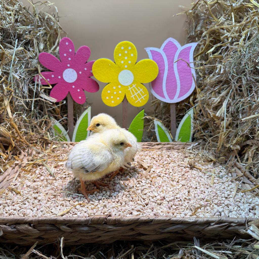 Jonge tamme Sussex kriel kuikens gesekst & ingeënt, Dieren en Toebehoren, Pluimvee, Vrouwelijk, Kip