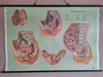 Anatomische Schoolplaat - Vrouwelijke Bekkenorganen, Antiek en Kunst, Antiek | Schoolplaten, Ophalen of Verzenden, Natuur en Biologie