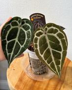 Anthurium DocBlock Michelle, Ophalen of Verzenden, Overige soorten, Minder dan 100 cm
