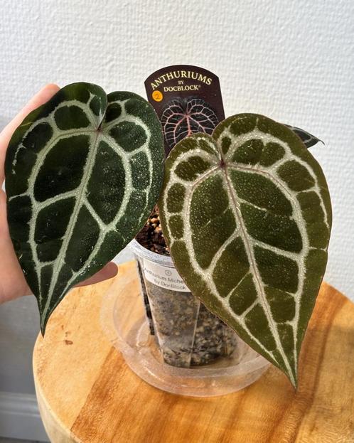 Anthurium DocBlock Michelle, Huis en Inrichting, Kamerplanten, Overige soorten, Minder dan 100 cm, Ophalen of Verzenden