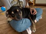 Pocket bully pup van champs, Selena, Dieren en Toebehoren, België, Particulier, 8 tot 15 weken, Teef