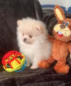 Pomeriaan/Pomeranian puppy/pup Teef NL Nest, Dieren en Toebehoren, Honden | Poolhonden, Keeshonden en Oertypen, Particulier, Rabiës (hondsdolheid)