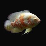 Albino oscars gezocht, Dieren en Toebehoren, Vissen | Aquariumvissen, Vis