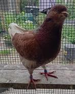 Kingduiven, Dieren en Toebehoren, Vogels | Duiven, Meerdere dieren, Overige soorten