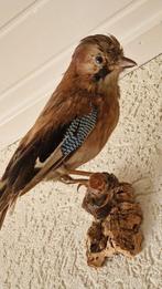 Opgezette Vlaamse gaai (Taxidermie), Ophalen, Zo goed als nieuw, Vogel, Opgezet dier