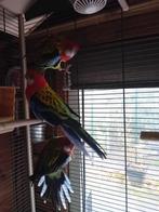 Rossela parkieten, Meerdere dieren, Parkiet