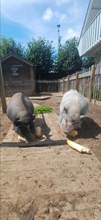 Lola en Sien zoeken een goed tehuis!, Dieren en Toebehoren, Vrouwelijk, Kip