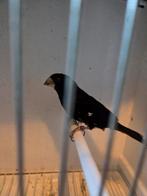 Twatwa rep man drukker, Dieren en Toebehoren, Mannelijk