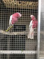 Papagaai, rose kakatoe couple koppel vogels, Dieren en Toebehoren, Meerdere dieren, Papegaai, Tam