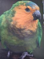 St. Thomas parkiet., Vrouwelijk, Parkiet, Geringd