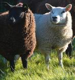 Ooi lammeren, Dieren en Toebehoren, Schapen, Geiten en Varkens, Vrouwelijk, Schaap