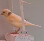 Jonge gele kanaries, Dieren en Toebehoren, Vogels | Kanaries, Meerdere dieren, Kleurkanarie